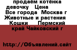 продаём котёнка девочку › Цена ­ 6 500 - Все города, Москва г. Животные и растения » Кошки   . Пермский край,Чайковский г.